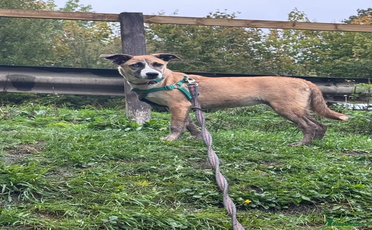 Mixed Breed dogs - Advert 15