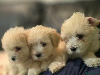 Bichon Frise dogs Adorable Bichon puppies 🐶 🩷🩷🩷 - Advert 3