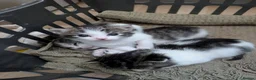 British Shorthair cats for sale: Kittens ready to leave today in Witham - Advert 12