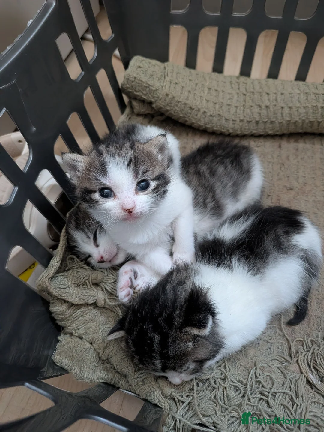 British Shorthair cats for sale: Kittens ready to leave today in Witham - Advert 12