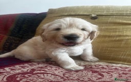 Golden Retriever dogs for sale: Golden Retriever Puppies - Collection 19 September - Image 13