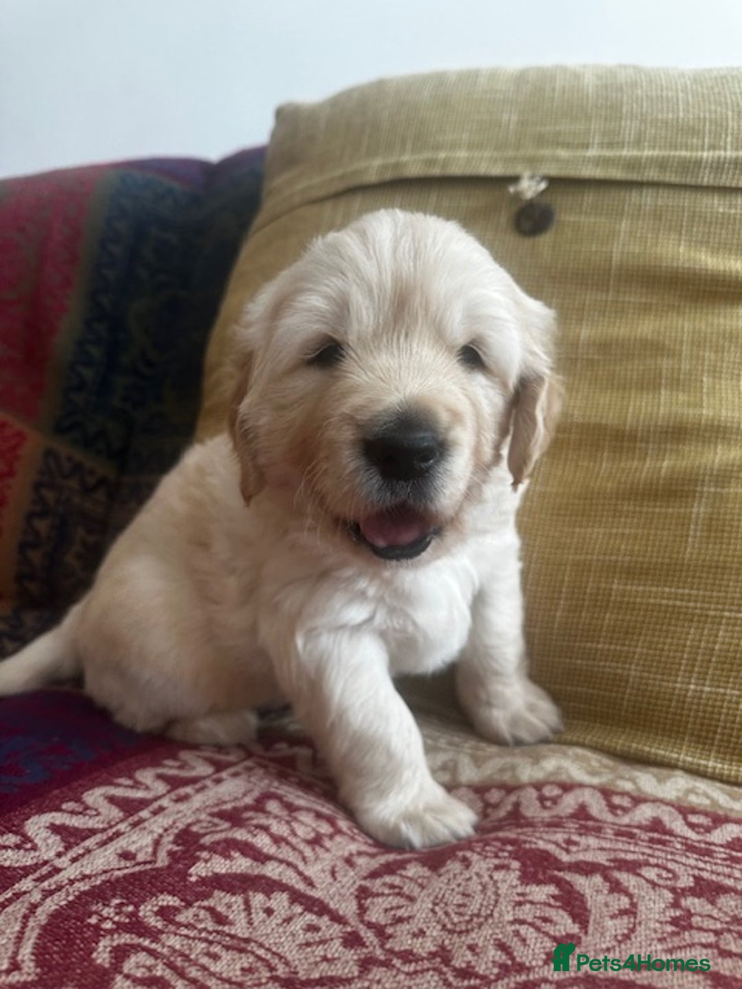 Golden Retriever dogs for sale: Golden Retriever Puppies - Collection 19 September - Image 13