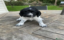 Cocker Spaniel dogs for sale: Stunning Working Cocker Spaniel pups  - Image 5