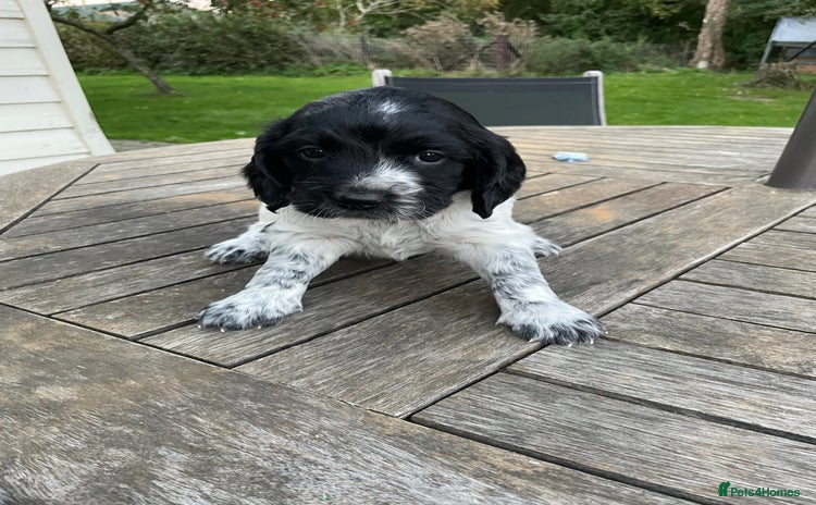 Cocker Spaniel dogs - Advert 7