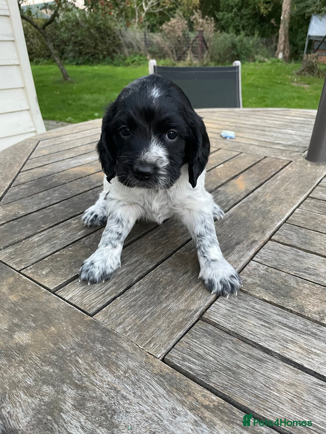 Cocker Spaniel dogs for sale: Stunning Working Cocker Spaniel pups  - Image 5