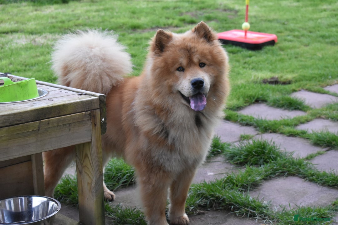Siberian Husky dogs for sale: Beautiful Chowski puppies  - Image 32