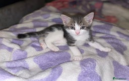 British Shorthair cats for sale: Silver grey tabby cats - Image 7