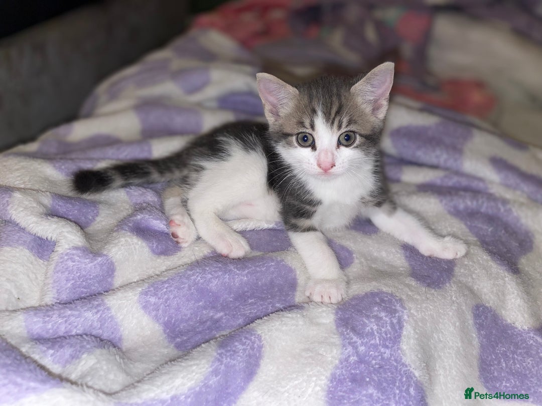 British Shorthair cats for sale: Silver grey tabby cats - Image 7