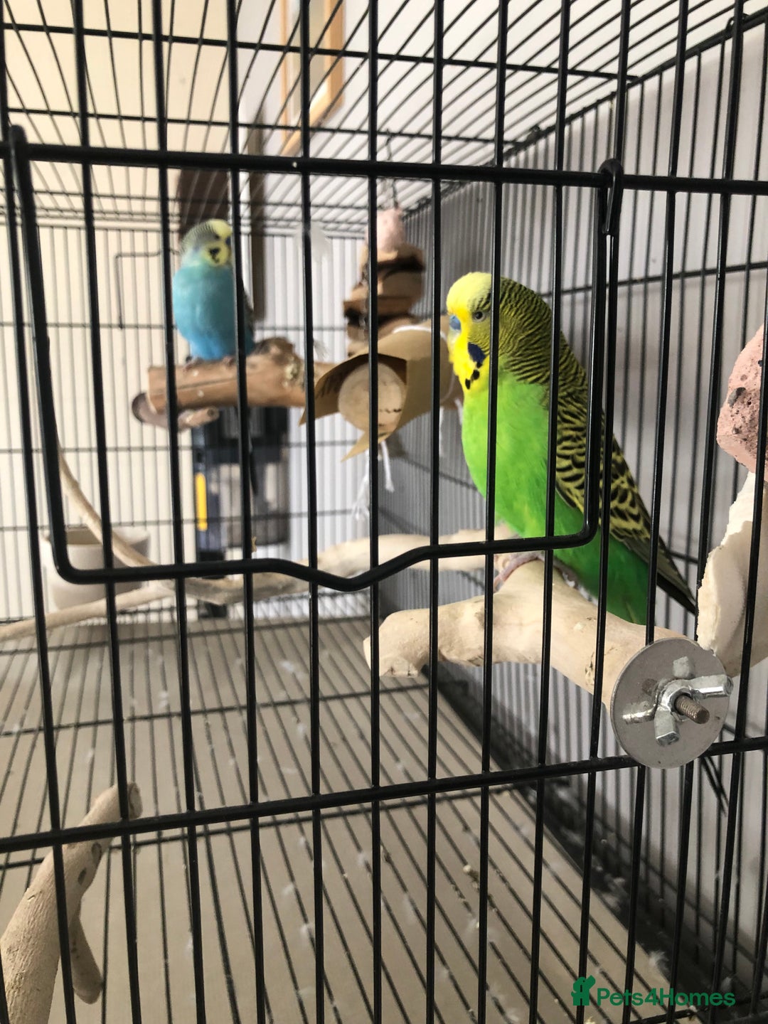 Budgerigars birds for sale: Two best friend male budgies, 2 and 1 year old. - Image 7