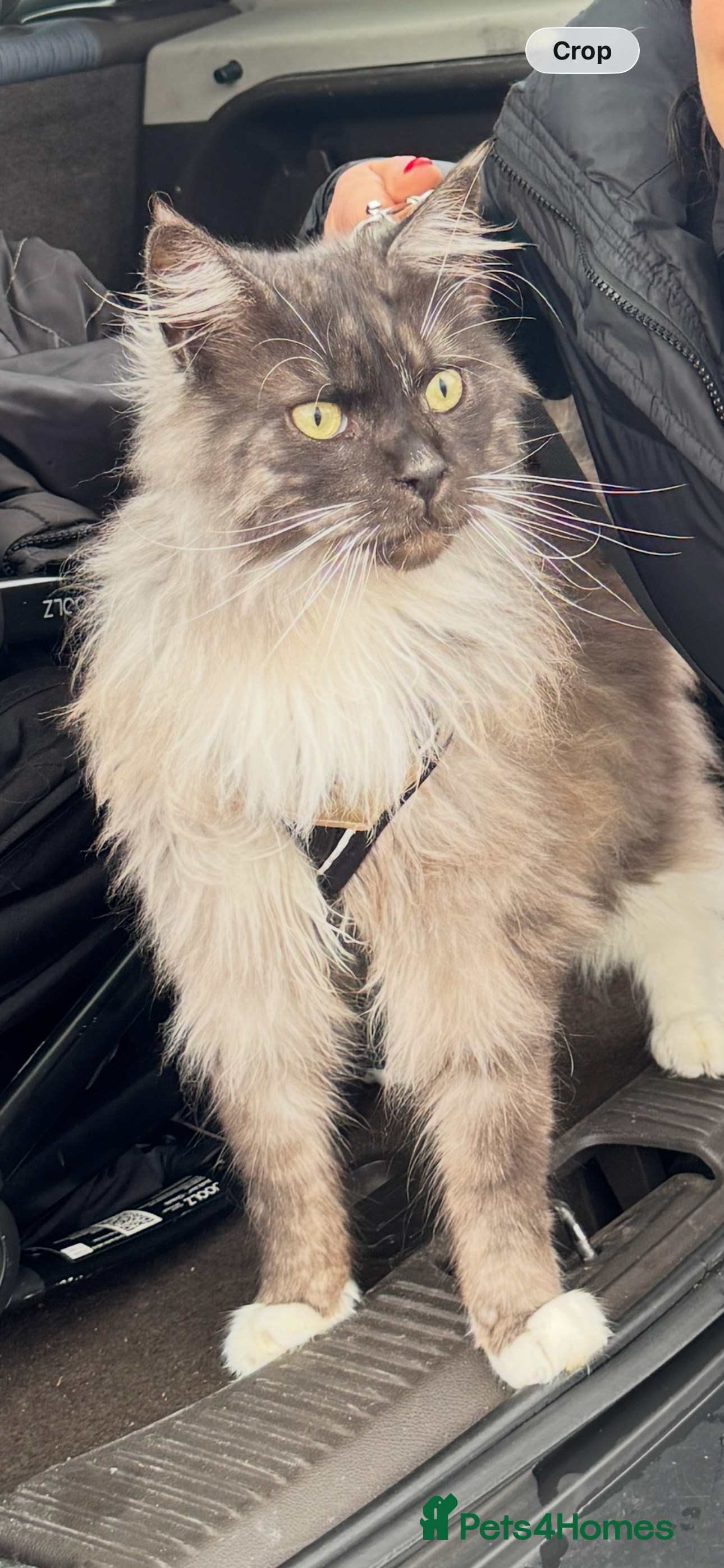 Maine Coon cats Pedigree Maine Coon, Storm - Advert 2