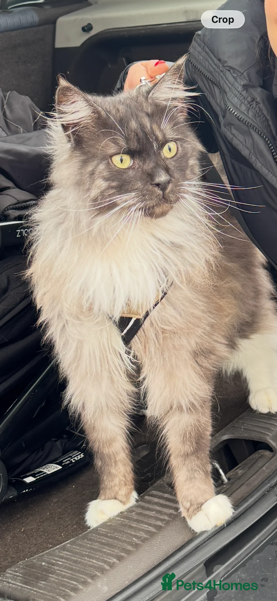 Maine Coon cats for sale: Pedigree Maine Coon, Storm - Advert 1