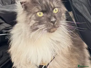 Maine Coon cats Pedigree Maine Coon, Storm - Advert 2