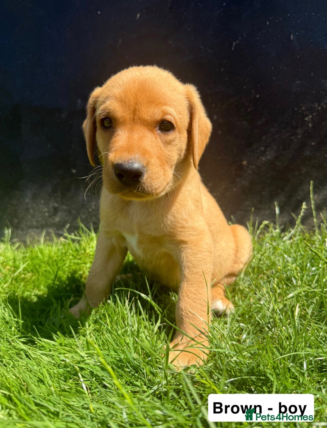 Labrador Retriever dogs for sale: Ready to leave - KC Fox Red Labrador puppies - Image 13