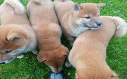Japanese Shiba Inu dogs for sale: Japanese shiba inu puppies for sale, kc reg.  - Image 6
