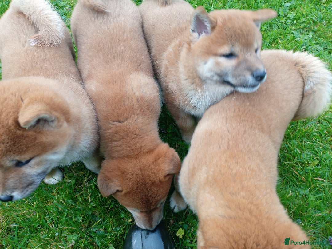 Japanese Shiba Inu dogs for sale: Japanese shiba inu puppies for sale, kc reg.  - Image 6