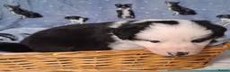 Border Collie dogs for sale: Border Collie Puppies blue eyes Tri Colour merle - Advert 22