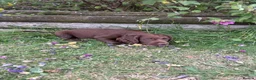 Cocker Spaniel dogs for sale: Cute cocker spaniel babies  in Newport - Advert 7