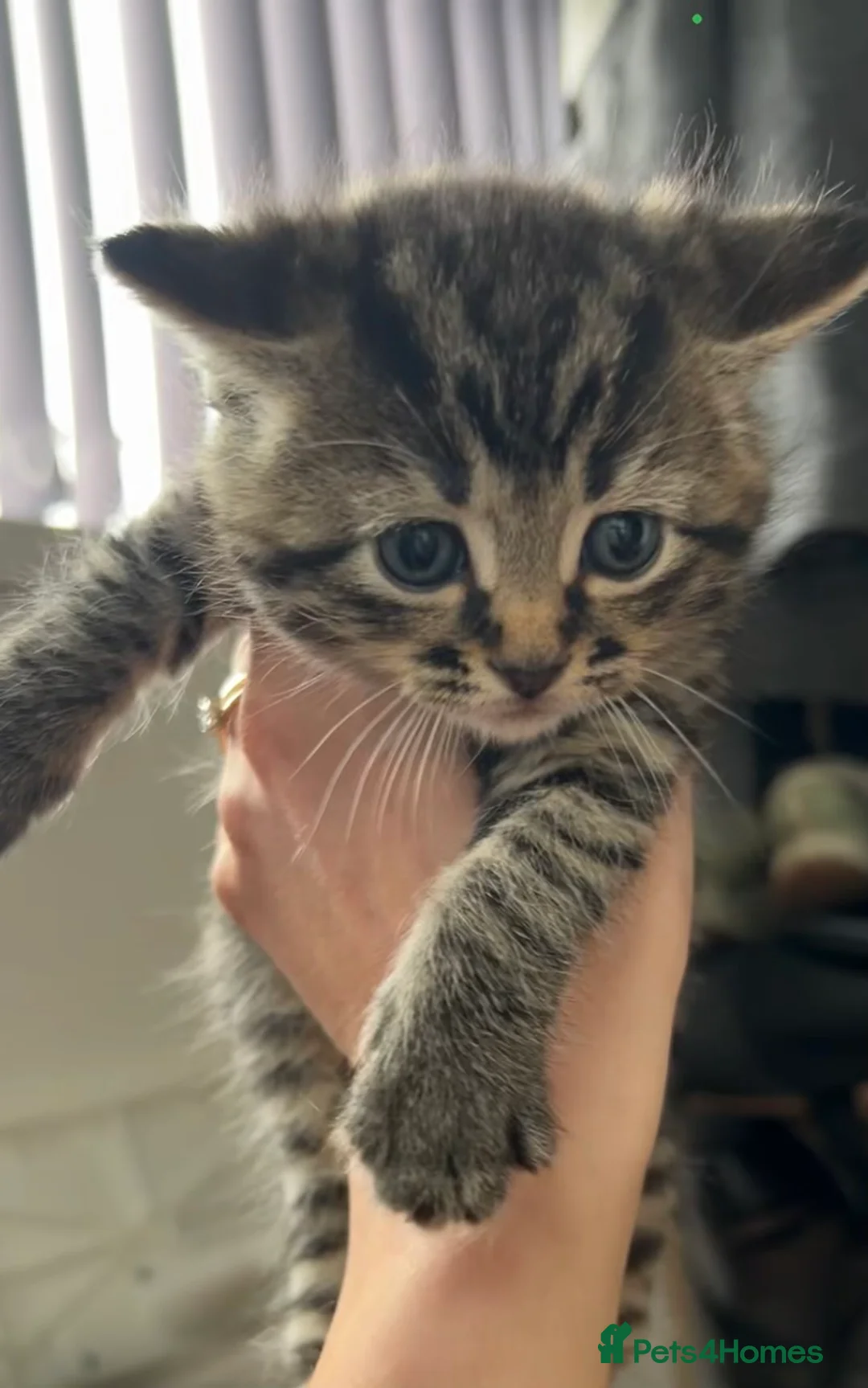 Mixed Breed cats for sale: 4 beautiful kittens looking for a forever home - Advert 2