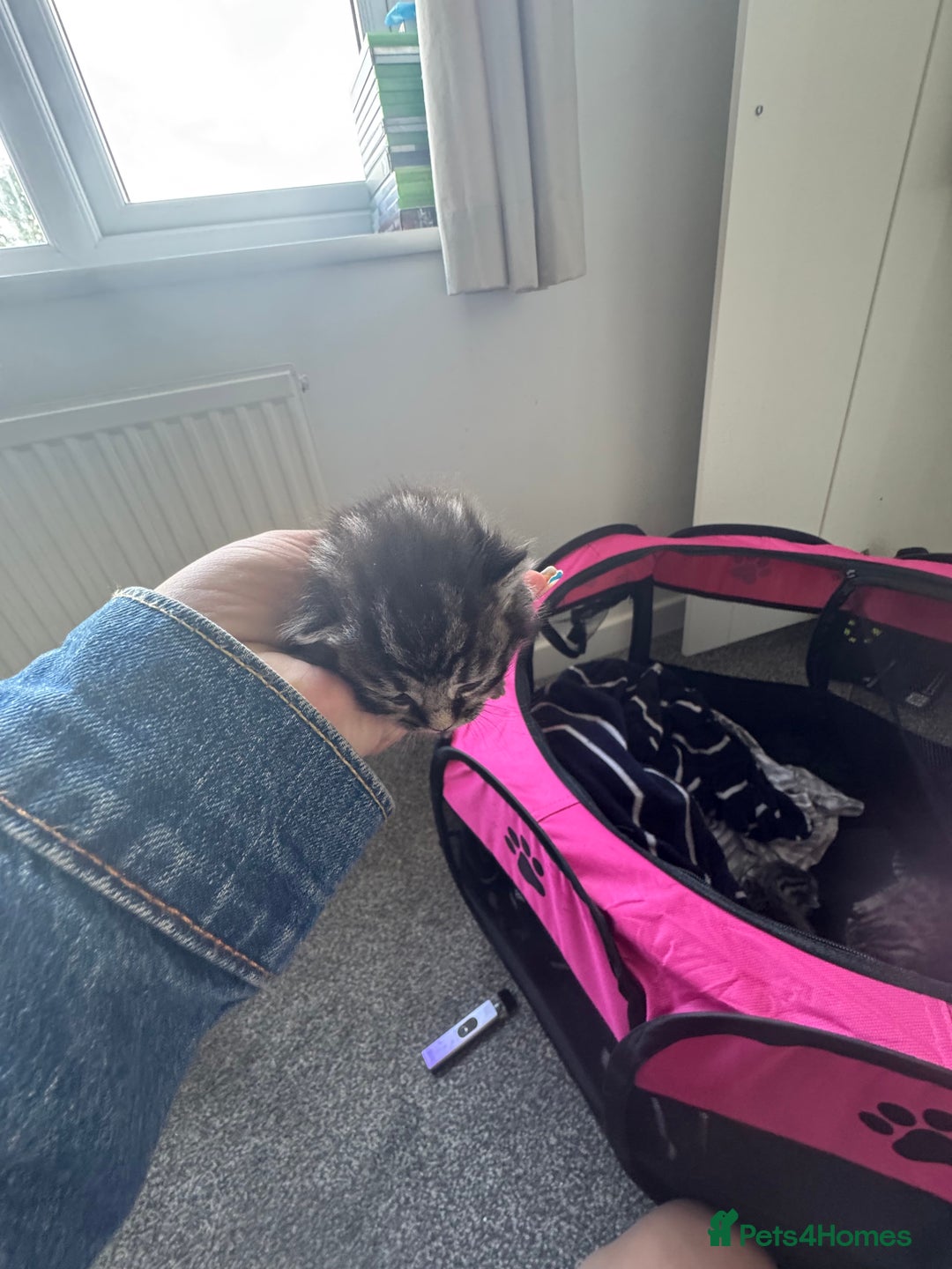 Mixed Breed cats for sale: 3 kittens for sale - Image 7