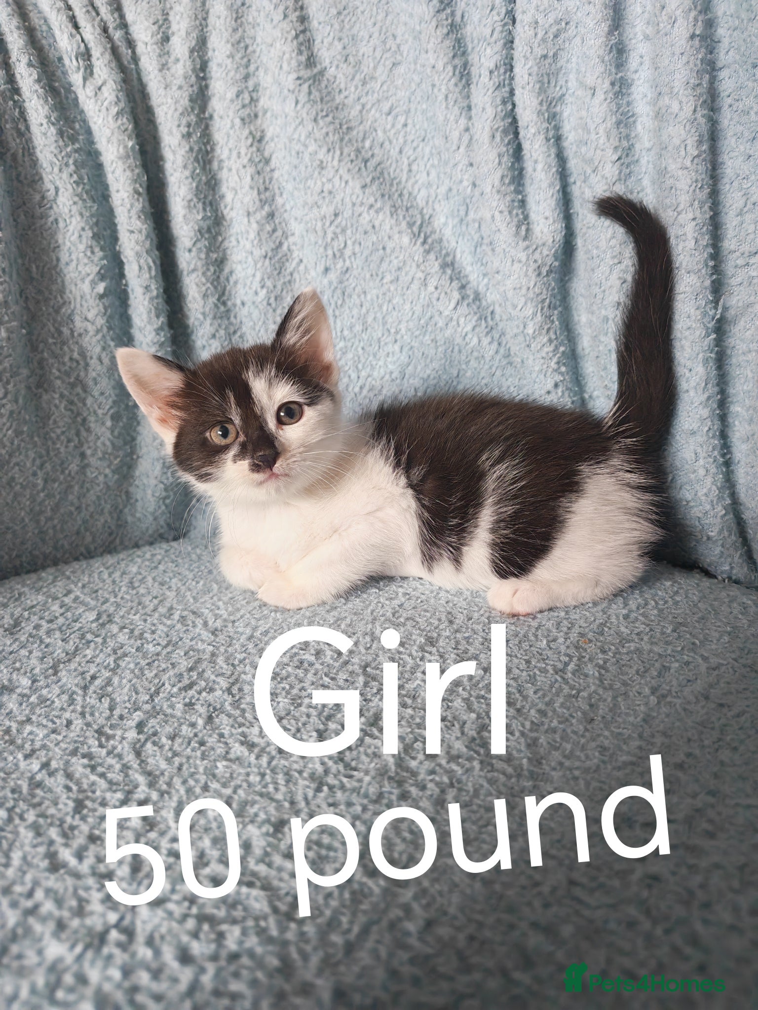 Mixed Breed cats KITTENS  50£  VIDEOS - Advert 17