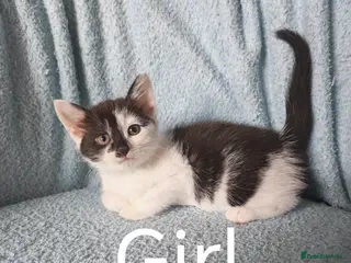 Mixed Breed cats KITTENS 50£ VIDEOS - Advert 17