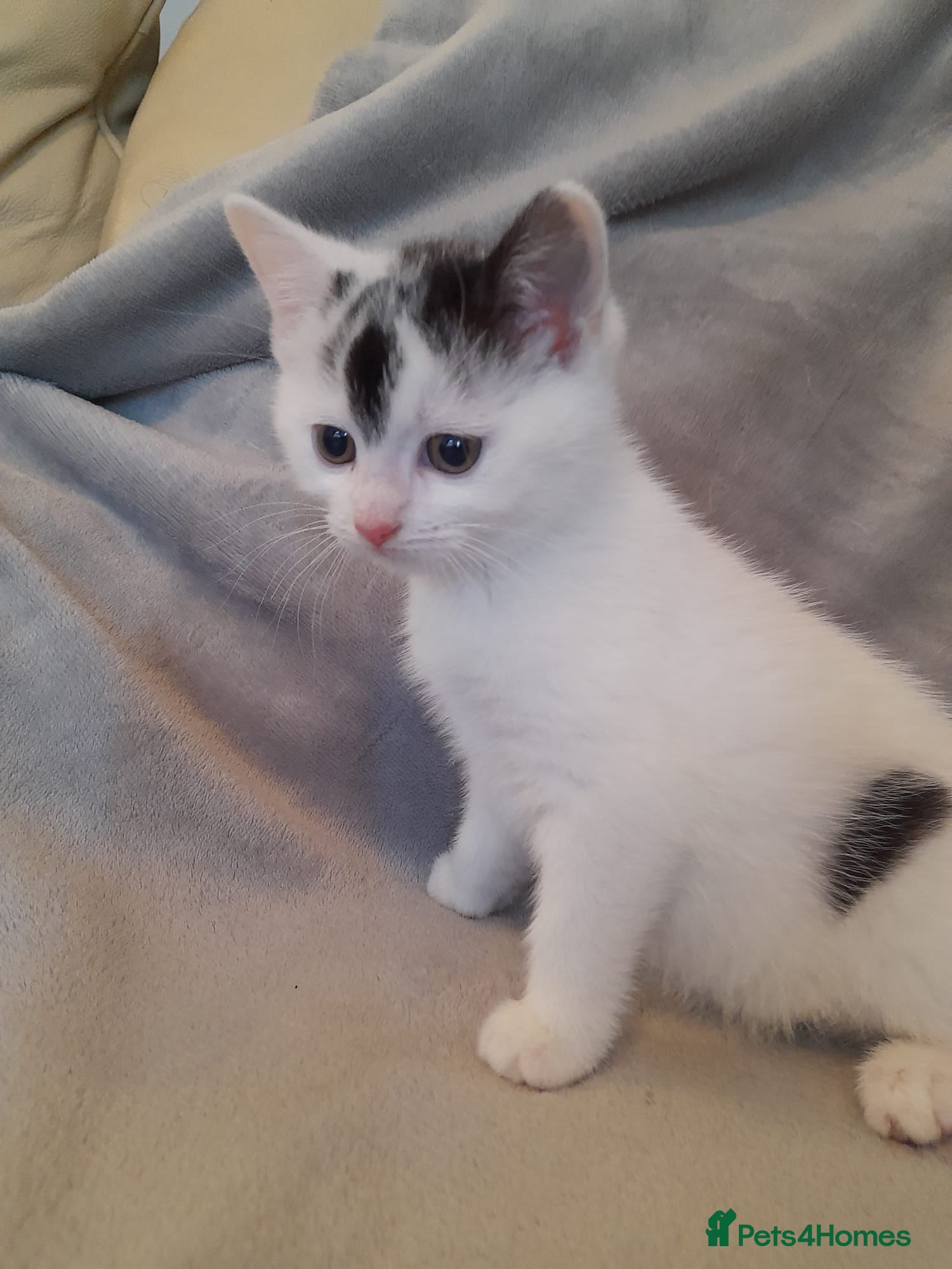 Mixed Breed cats Kittens - Advert 16