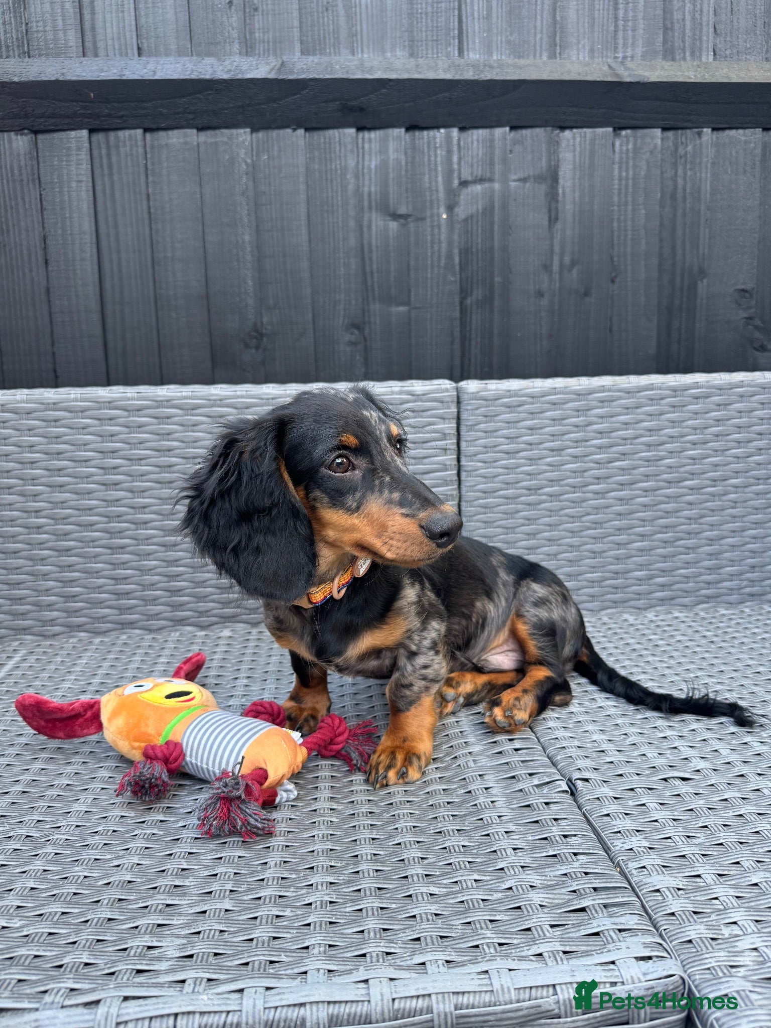 Miniature Dachshund dogs KC Silver Dapple Male Long Hair - Shady -  - Advert 15