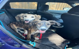 Lurcher dogs for sale: Two lurcher puppies needing new homes - Image 1