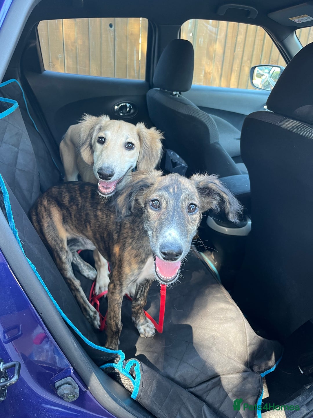 Lurcher dogs for sale: Two lurcher puppies needing new homes - Image 1