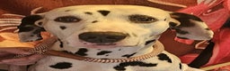Dalmatian dogs for sale: Dalmatian puppies for sale - Advert 17