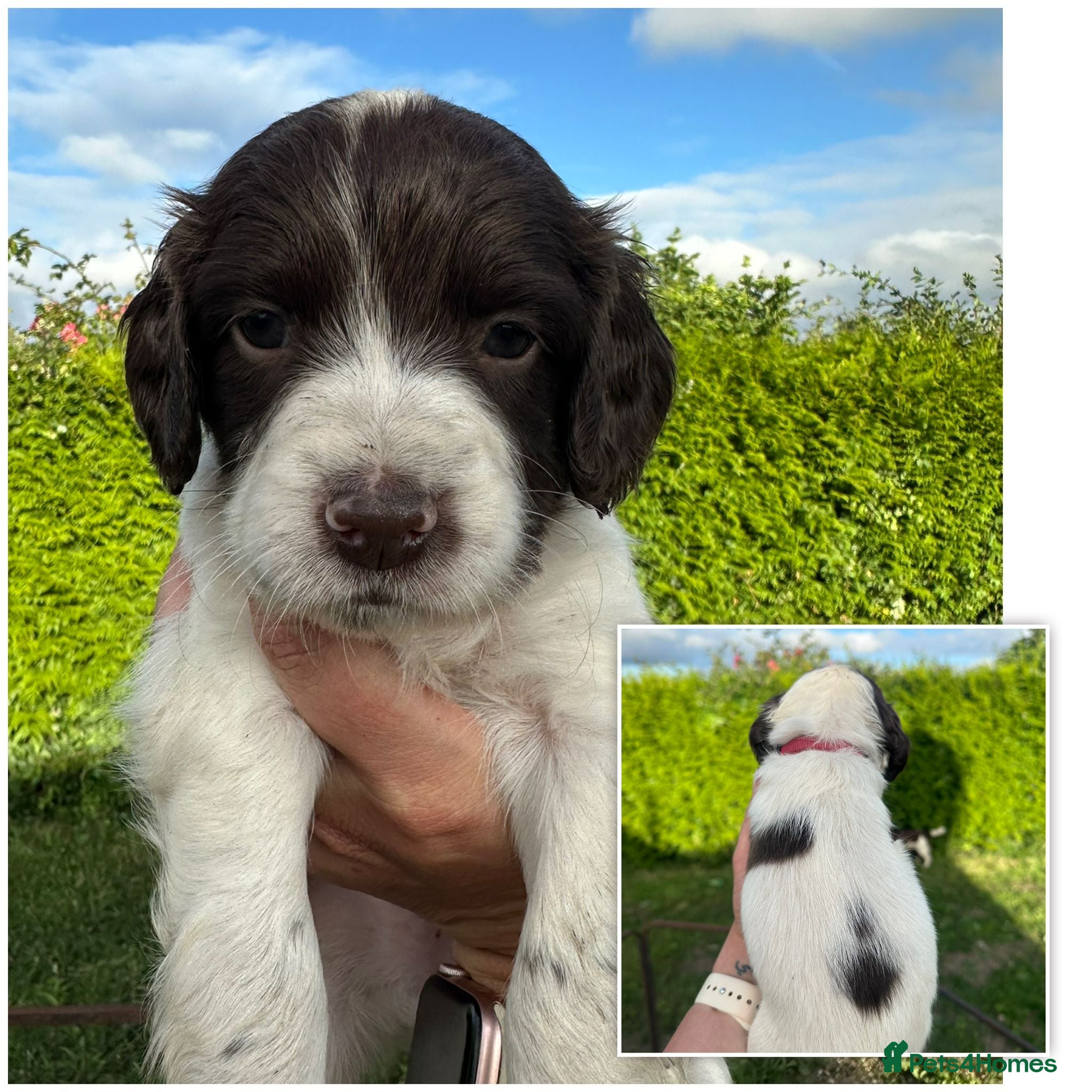 English Springer Spaniel dogs KC registered L&W springer pups  - Advert 16