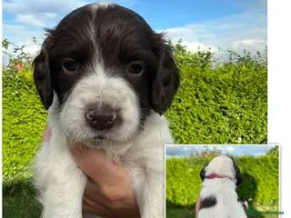 English Springer Spaniel dogs KC registered L&W springer pups - Advert 16
