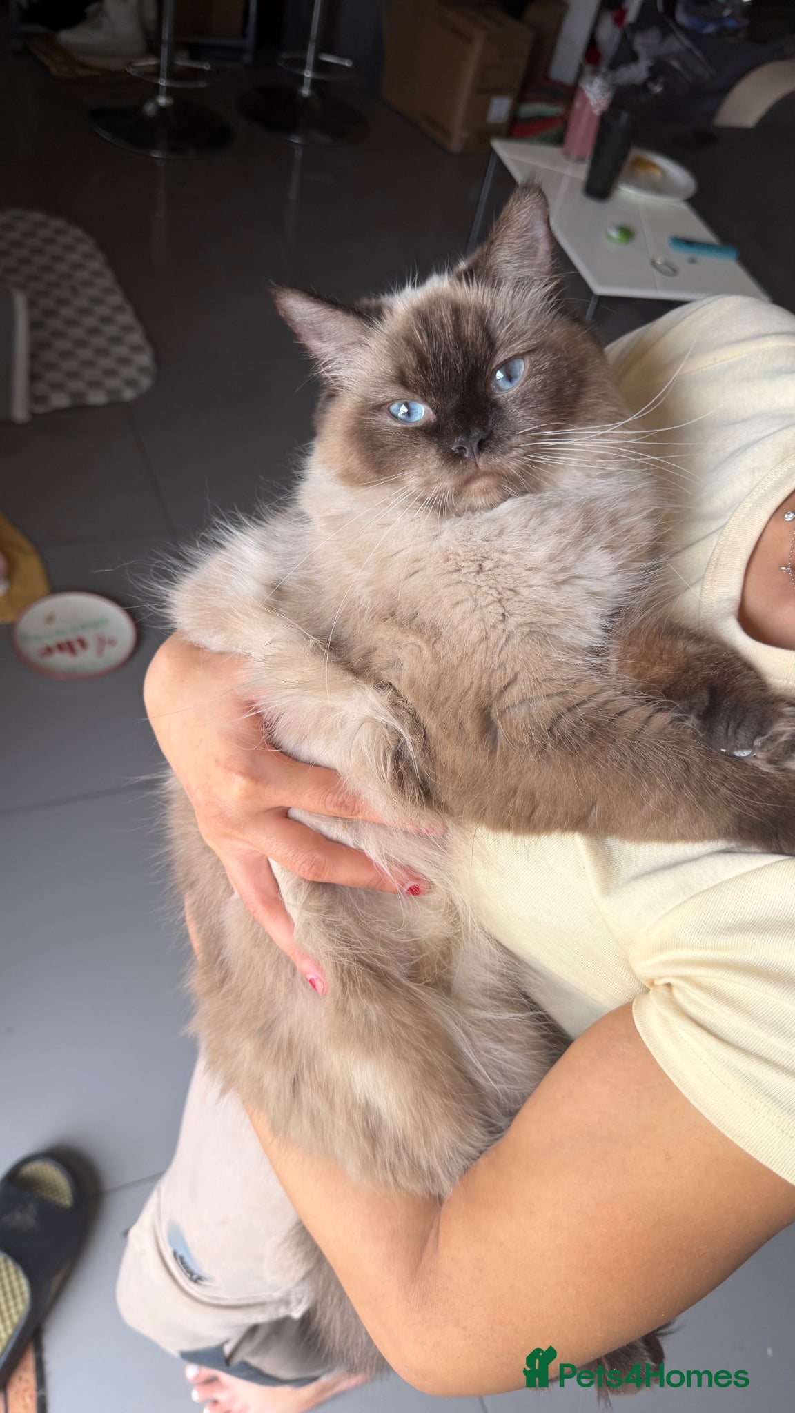 Ragdoll cats Black ragdolls  - Advert 10