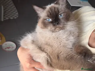 Ragdoll cats Black ragdolls - Advert 10