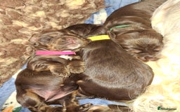 Cocker Spaniel dogs for sale: KC Reg Show Cocker Spaniels  - Image 3