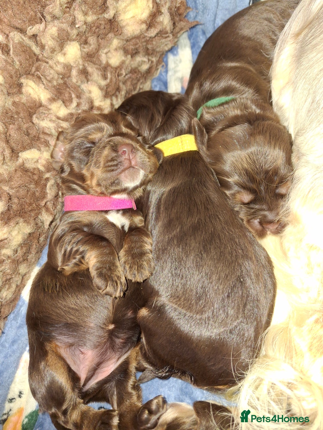 Cocker Spaniel dogs for sale: KC Reg Show Cocker Spaniels  - Image 3