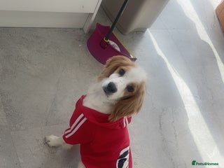 Cocker Spaniel dogs - Advert 12