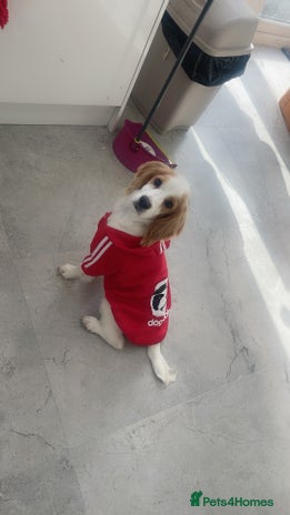 Cocker Spaniel dogs - Advert 16