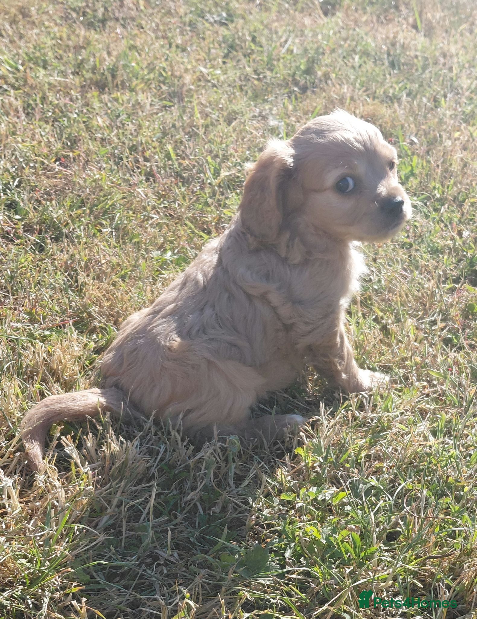 Jackapoo dogs Fluffy Jackapoo × Cavalier King Charles Puppies - Advert 2
