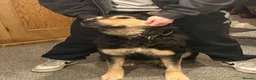 Mixed Breed dogs for sale:  Bear  - Advert 4