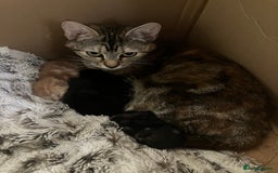 British Shorthair cats for sale: 2 kittens looking for forever home  - Image 5
