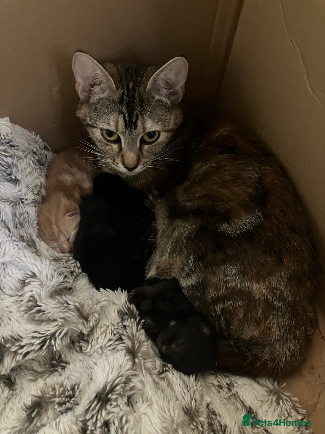 British Shorthair cats for sale: 2 kittens looking for forever home  - Image 5