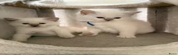 Ragdoll cats for sale: 🩵 GCCF Rare Lilac Male Ragdoll Kittens  - Advert 8