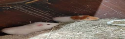 Guinea Pig rodents for sale: Beautiful female pair - Advert 1