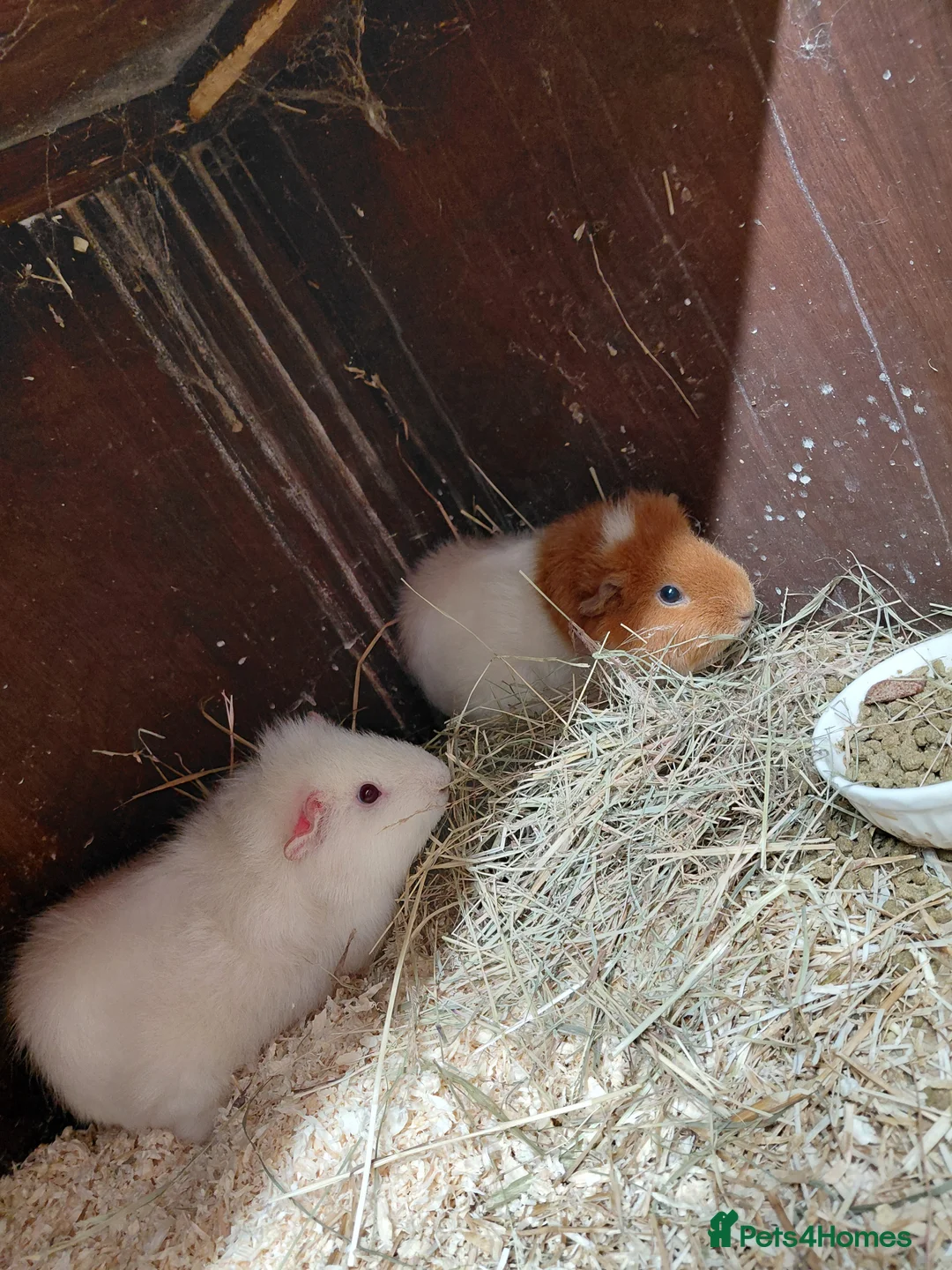Guinea Pig rodents for sale: Beautiful female pair - Advert 1