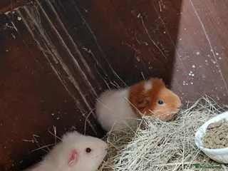 Guinea Pig rodents Beautiful female pair - Advert 1