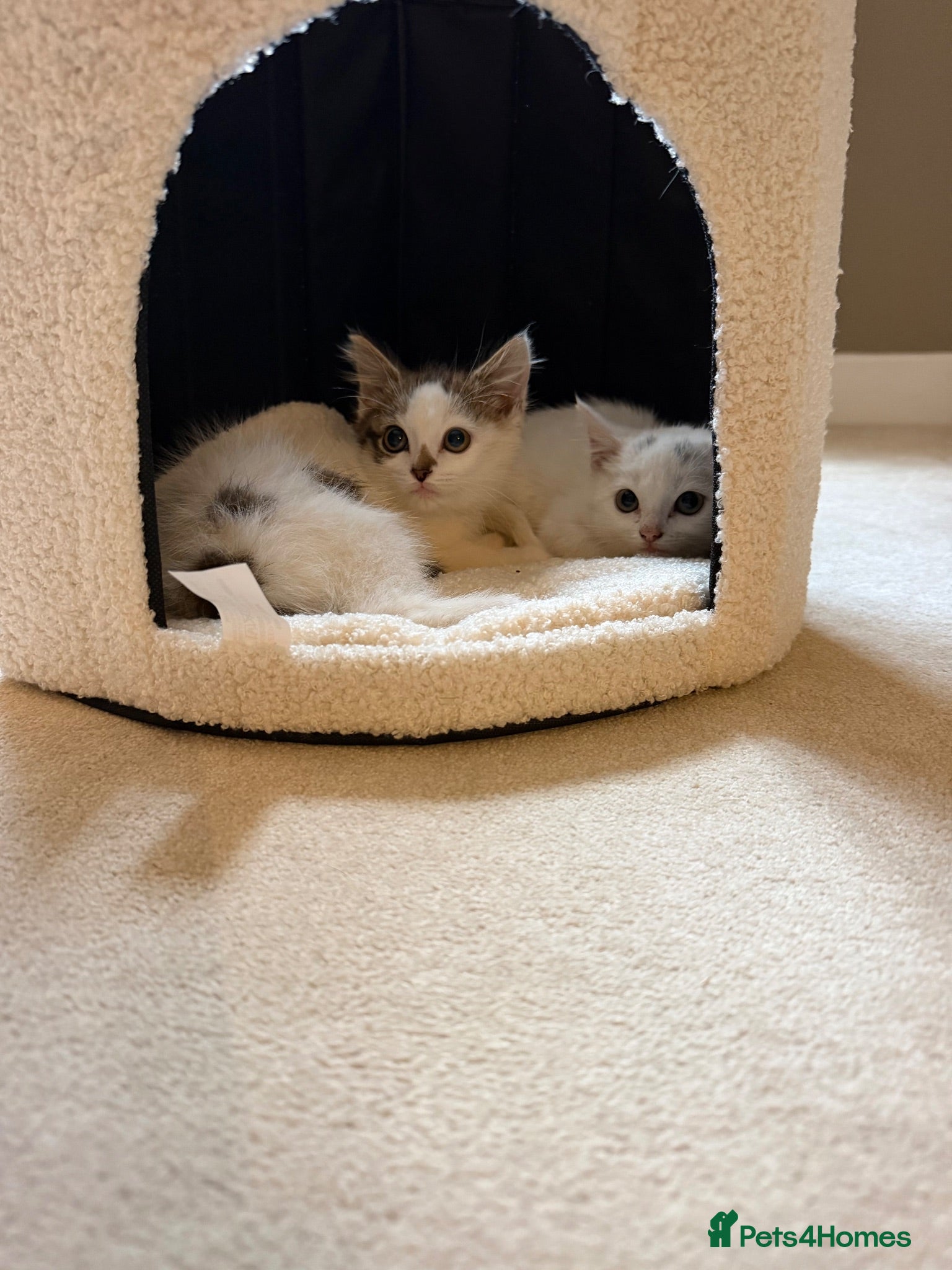 Mixed Breed cats 2 female kittens  - Advert 4