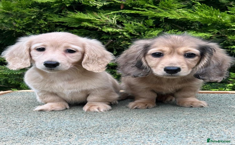 Miniature Dachshund dogs - Advert 3