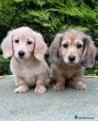 Miniature Dachshund dogs - Advert 3