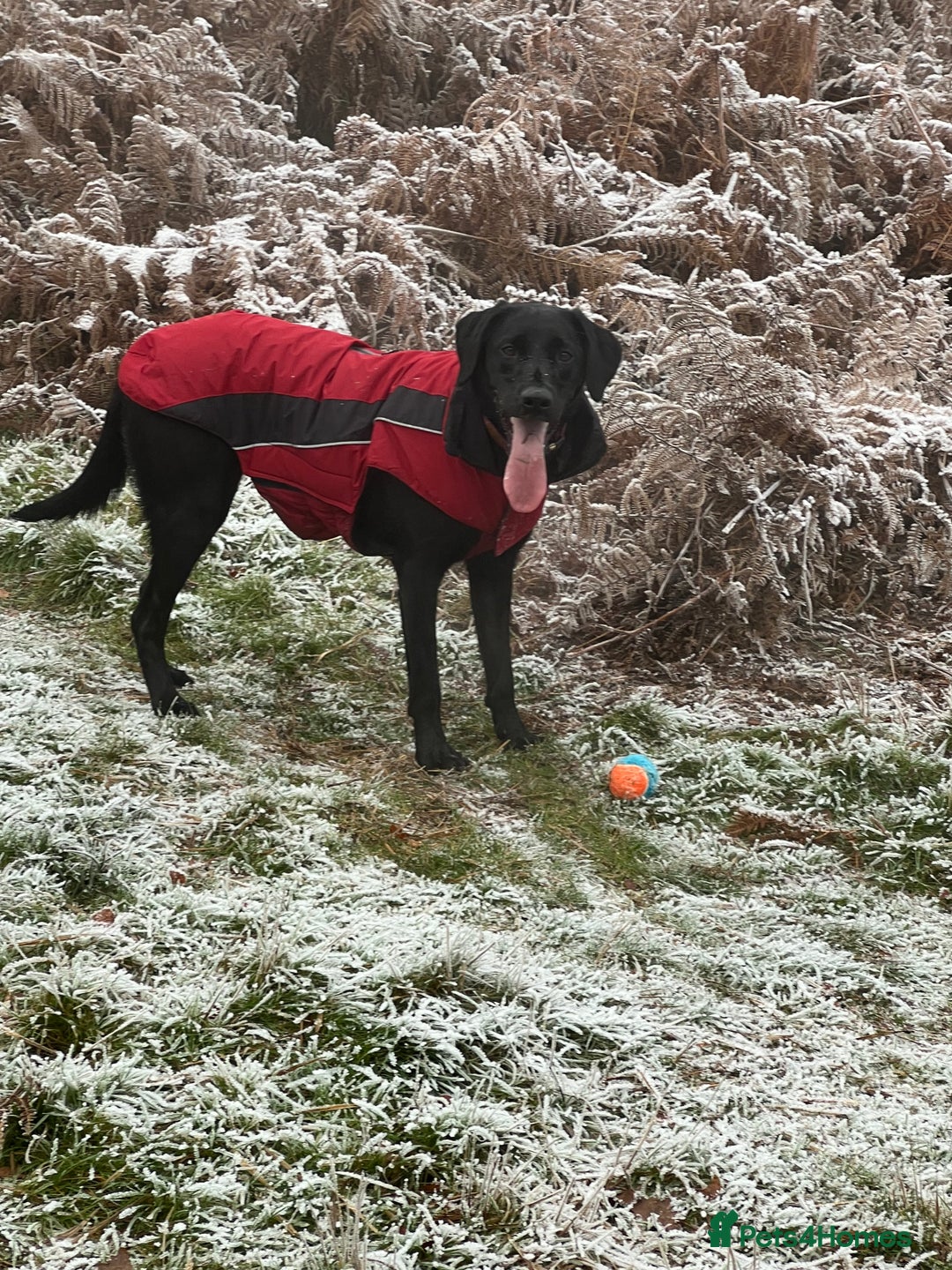 Labrador Retriever dogs for sale: Home bred labrador puppies - Advert 6